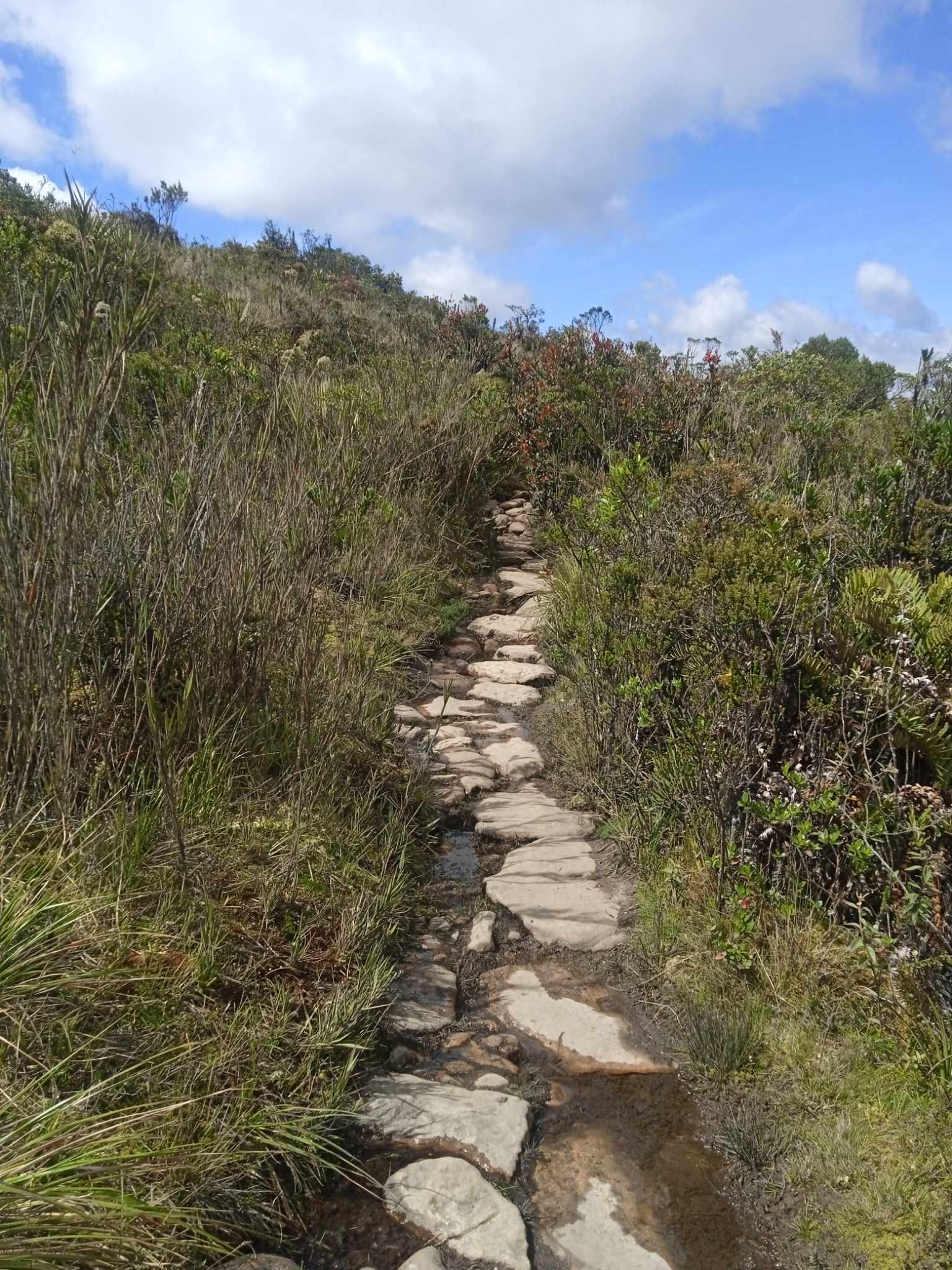 matarredonda